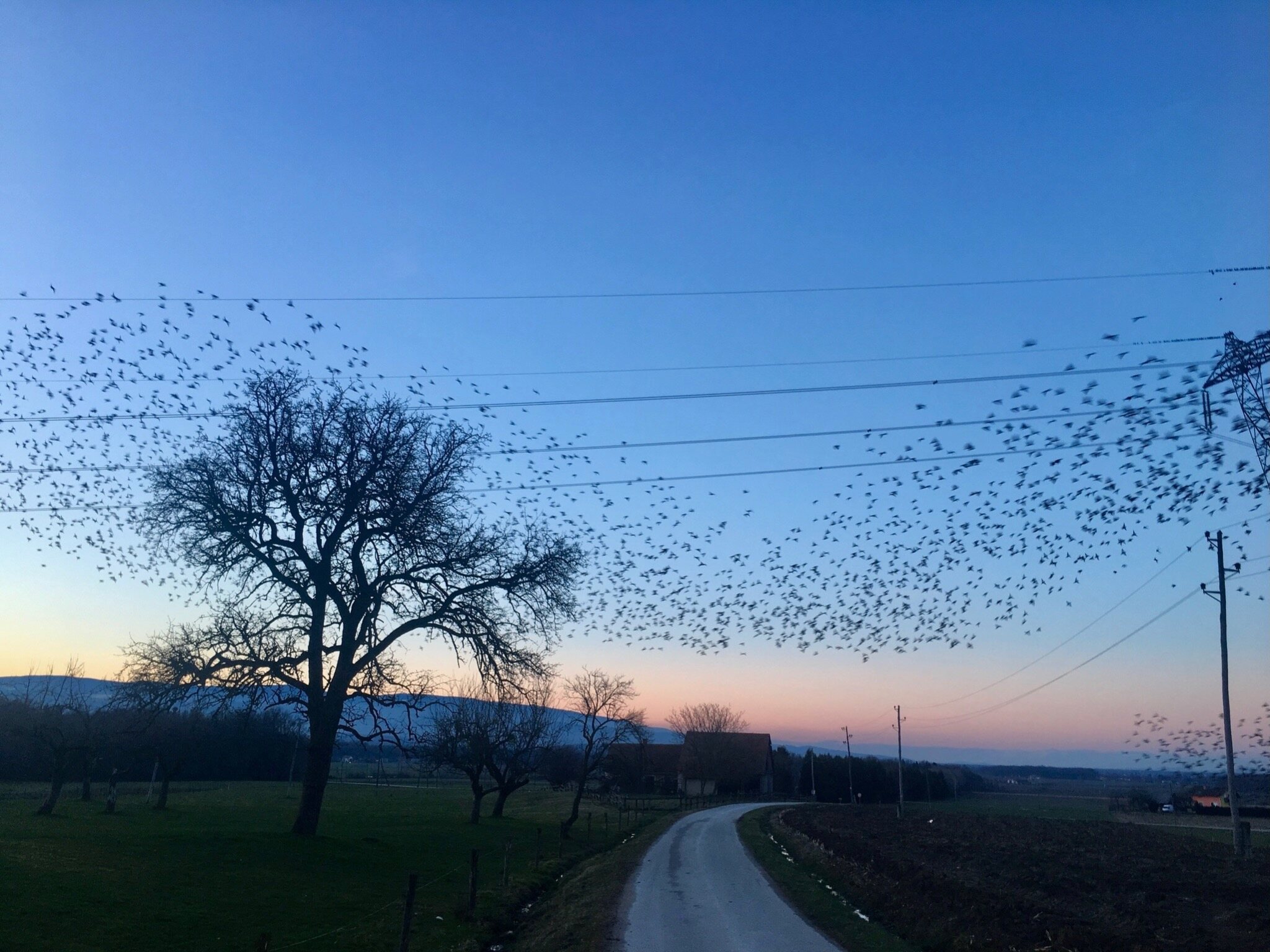 Flock of birds above a quiet country road at dusk