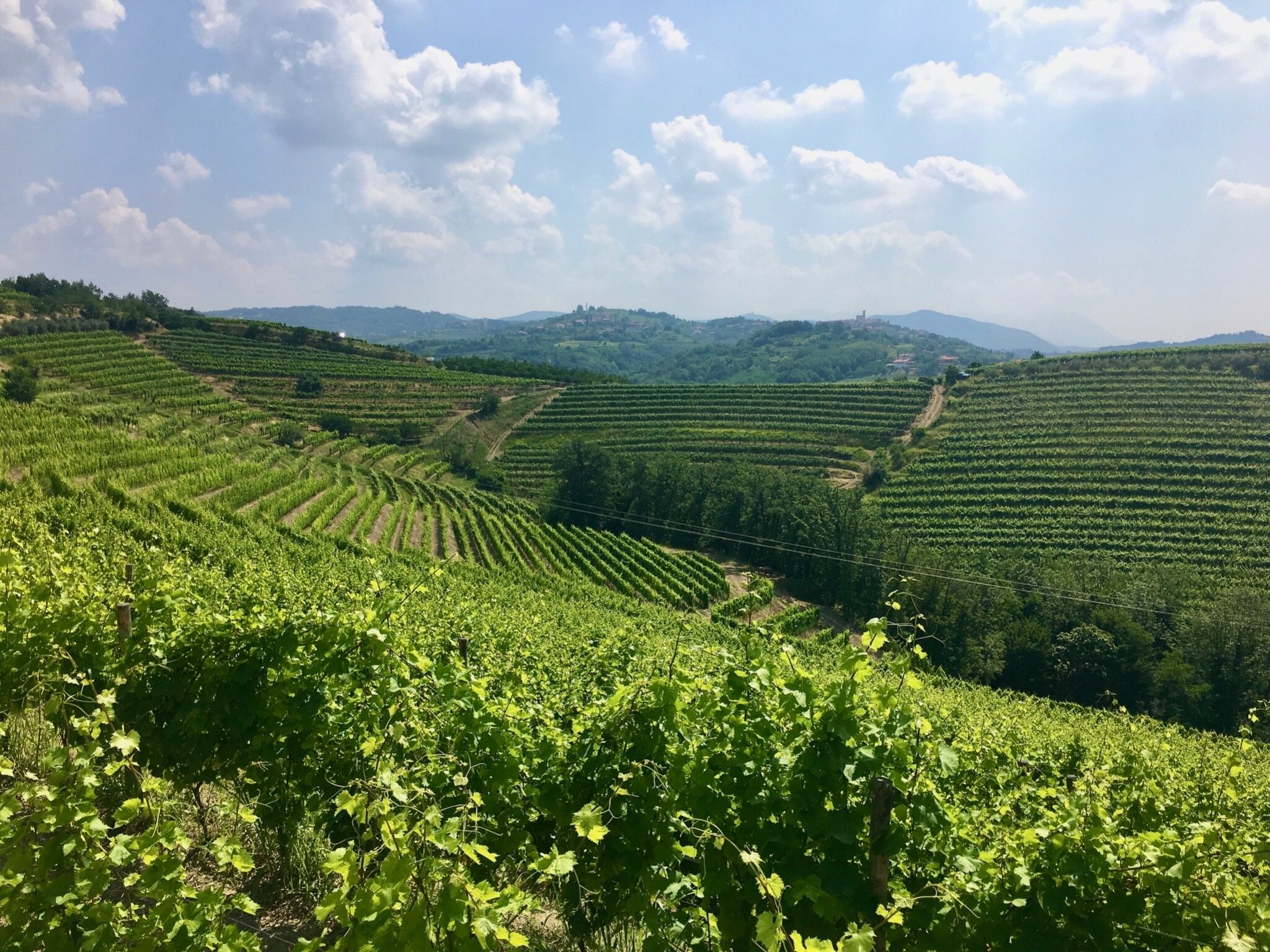 Green vineyards in Slovenia