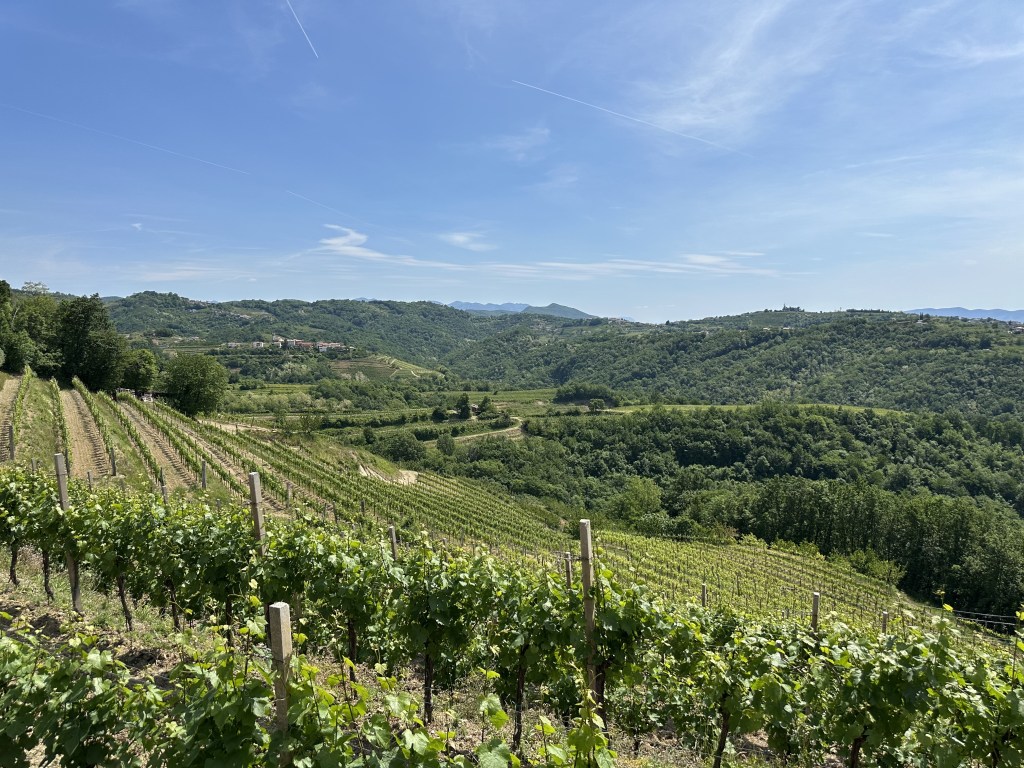 Vineyard landscape of Vipava Valley in western Slovenia