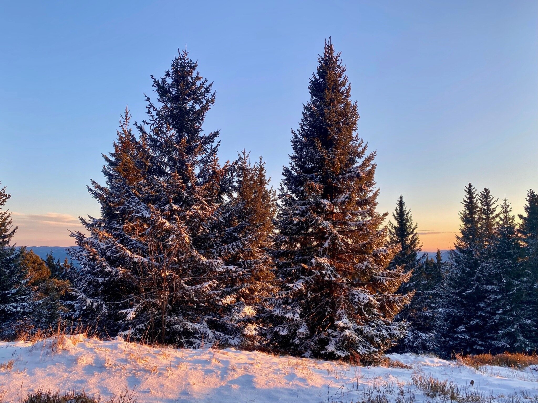 Snow-covered forest at sunrise in Slovenia