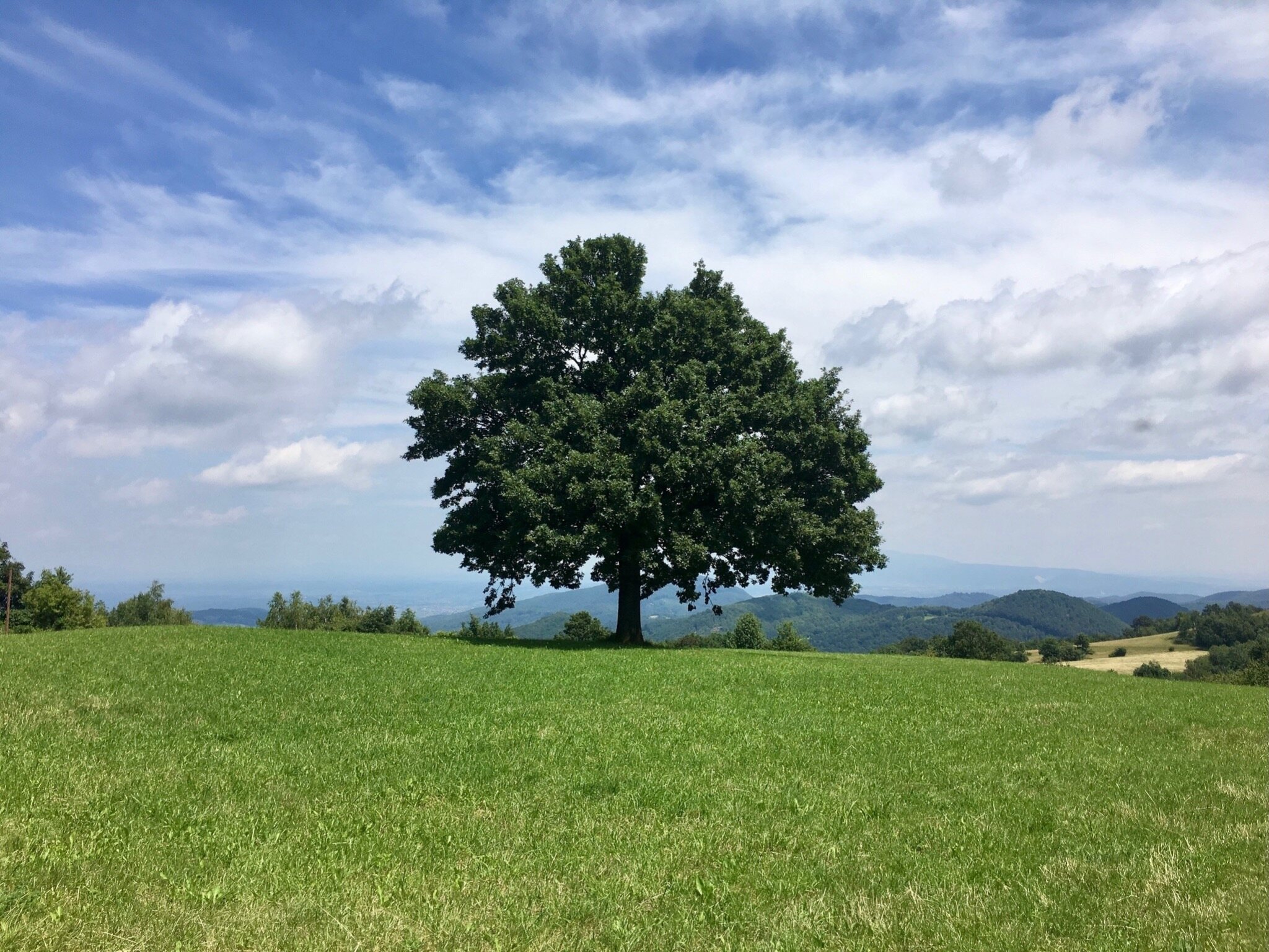 Solitary tree in a green Slovenian meadow